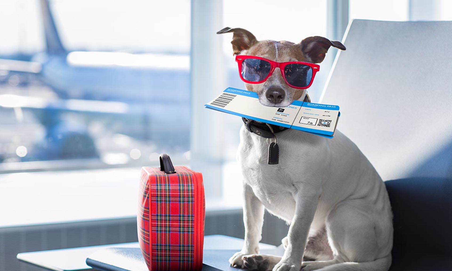 Top 5 Pet-Friendly Destinations for Your Next Move Abroad