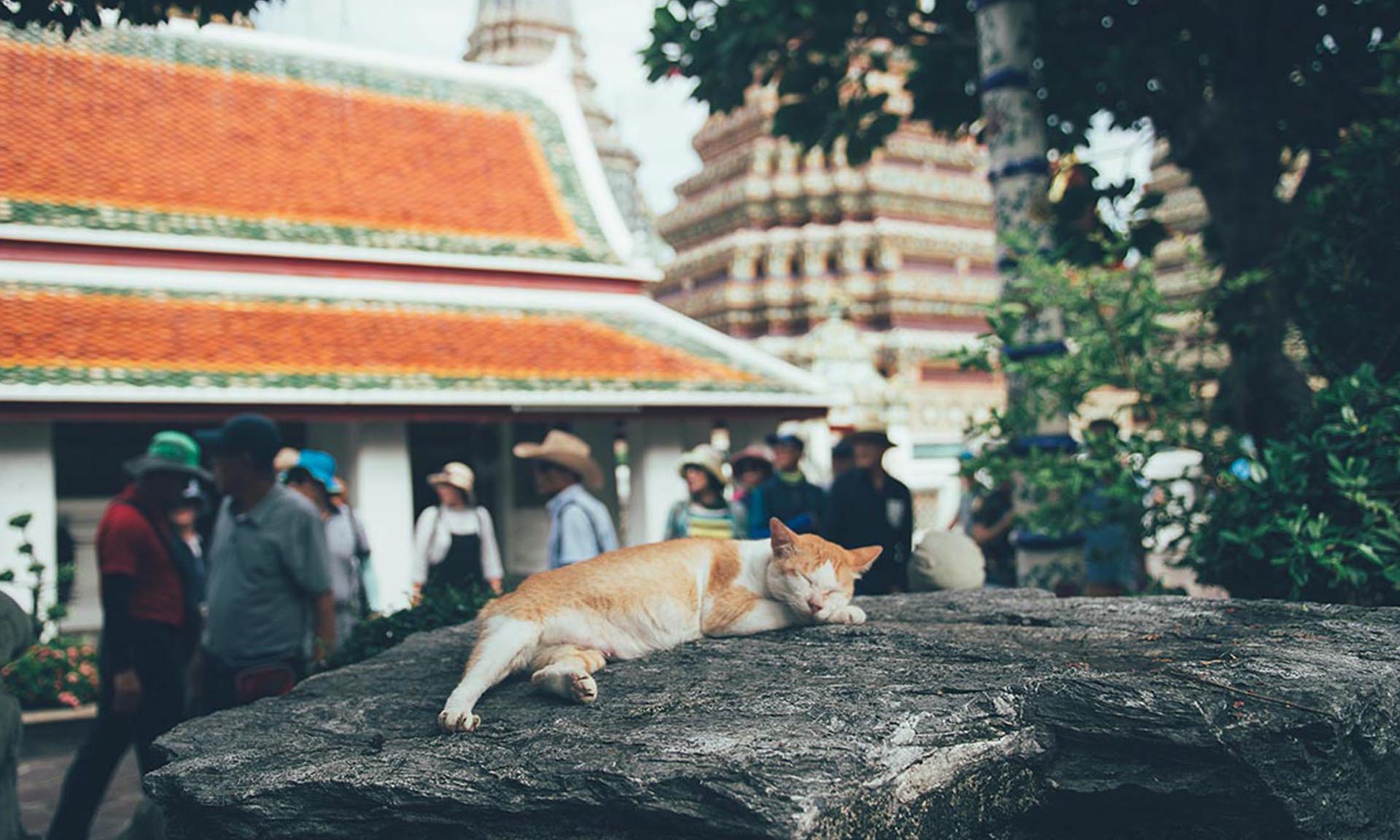 Bringing your dog to Thailand