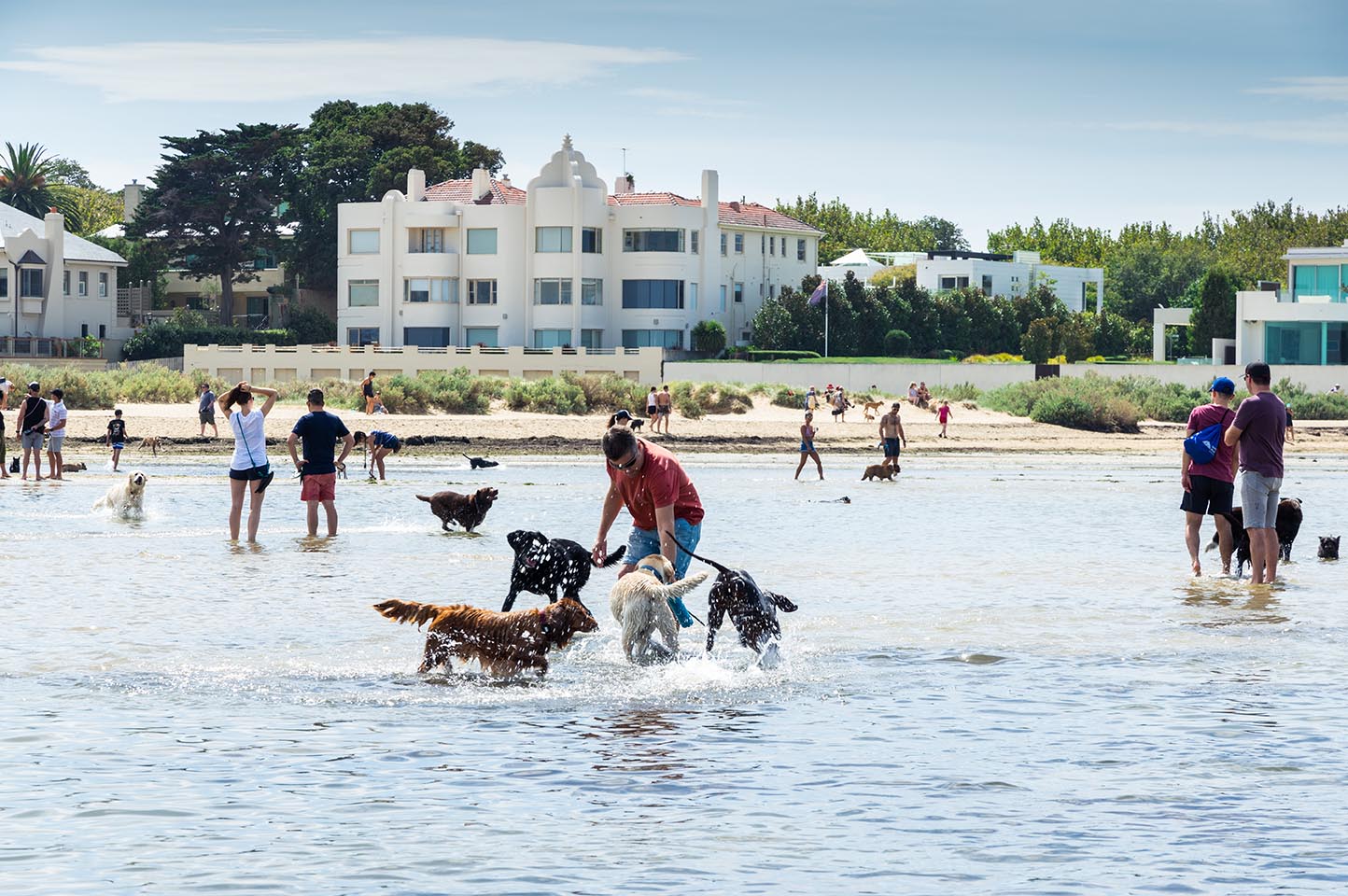 Pet relocation Melbourne