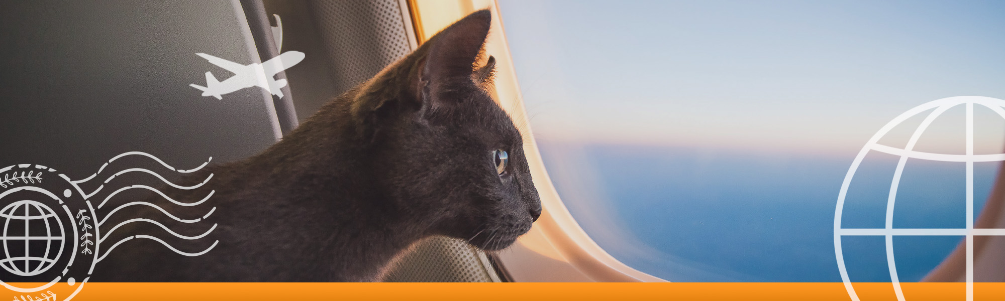 Banner image of a cat looking out of a plane window