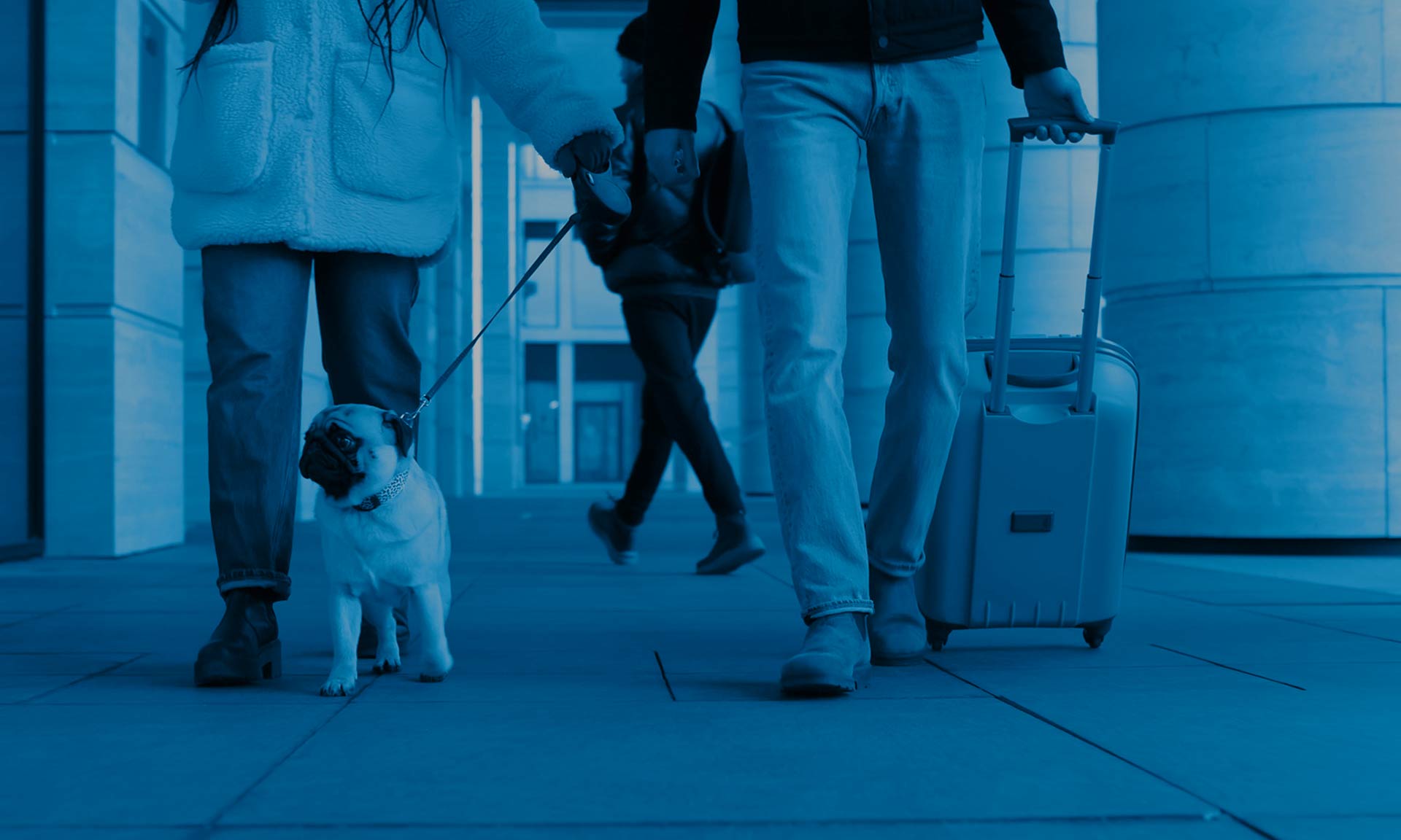 Flight Requirements, Cargo Options, and Airline Policies for Smooth Pet Air Travel