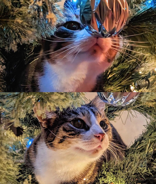 An image of a cat at christmas