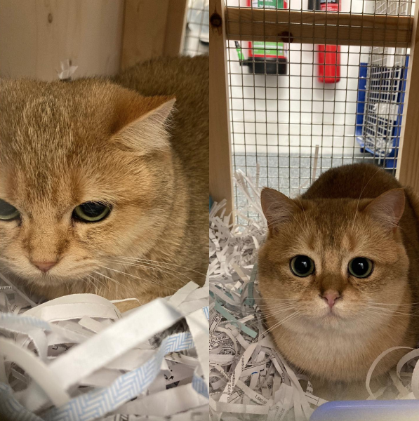 Image of a cat in a pen