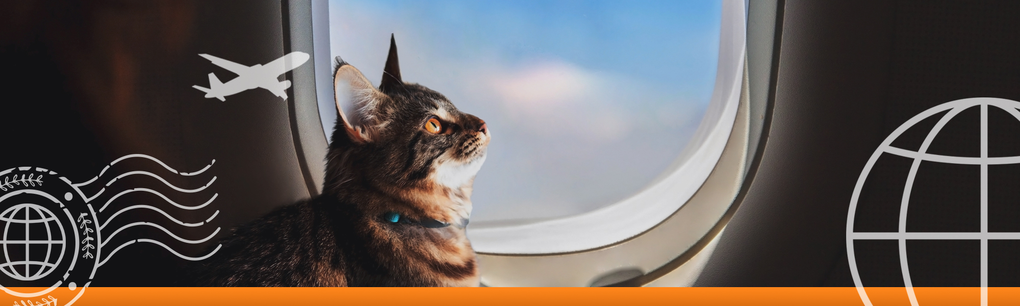 Banner image of a cat looking out of a plane window