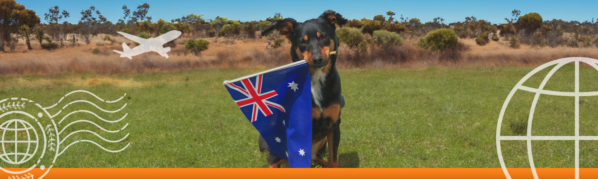 Banner image of a dog holding an Australian flag in his mouth