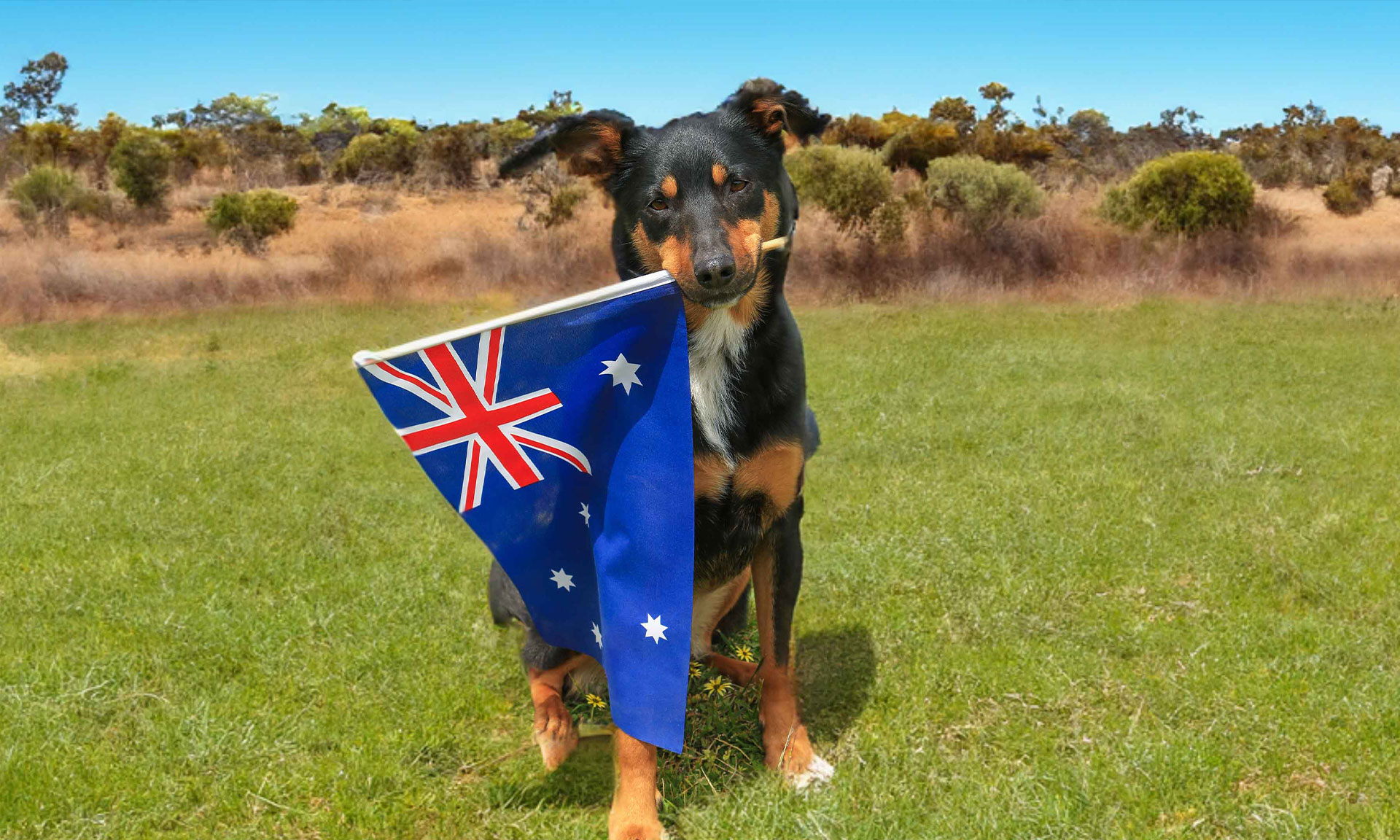 Image of a dog holding an Australian flag