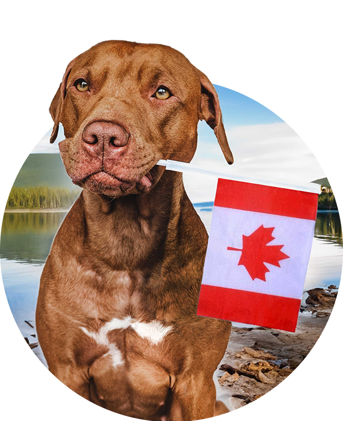 A dog with the Canadian flag