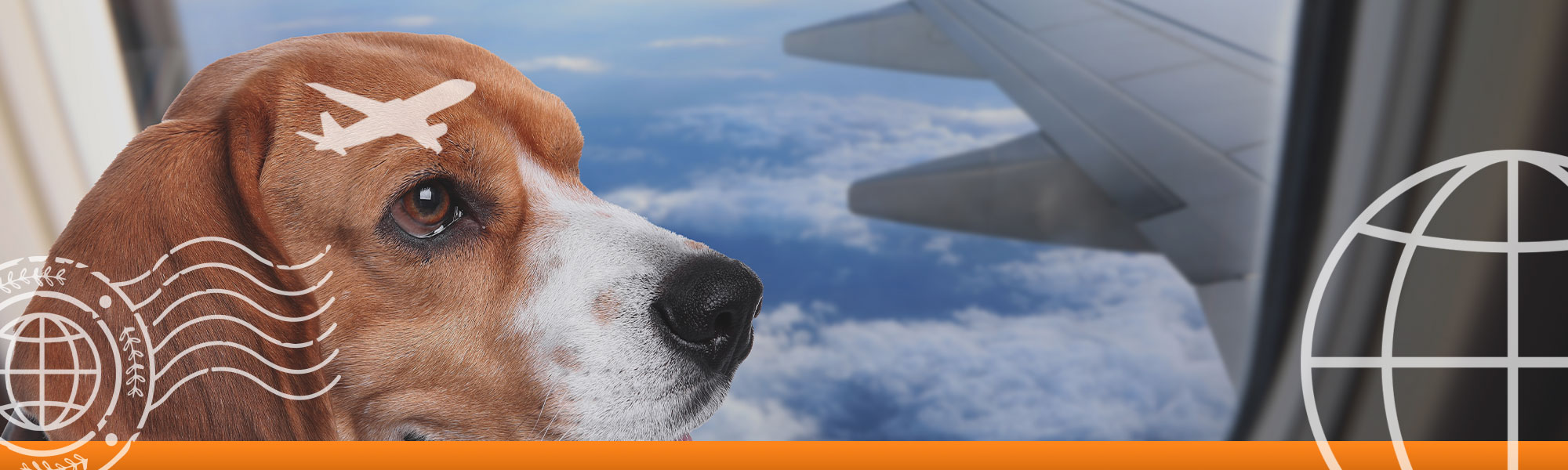 A Seasonal Guide for International Pet Relocation