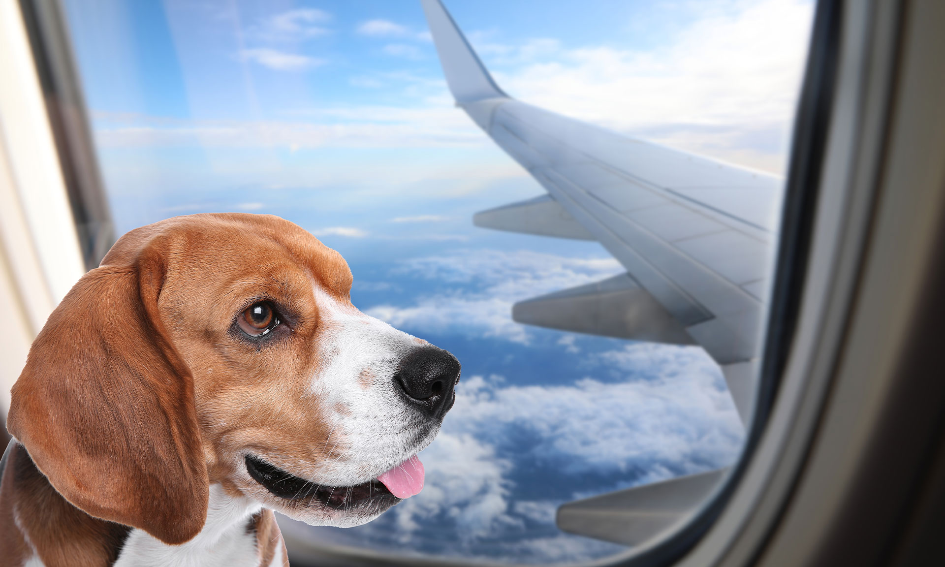 Image of a dog looking out of a plane window