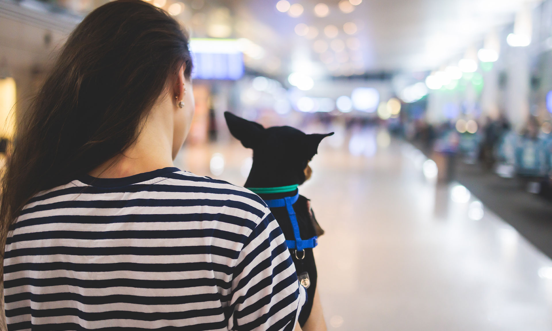 Dog in an airport