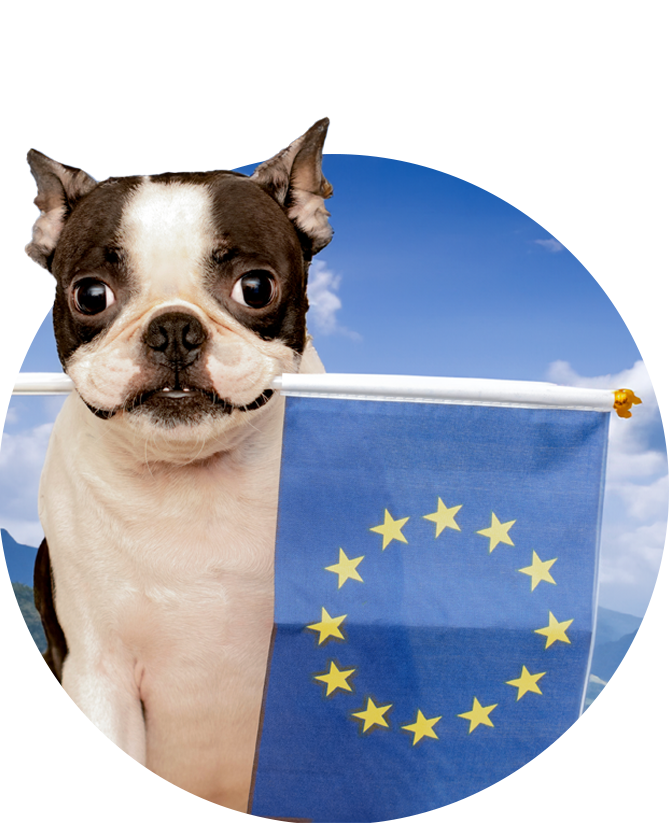 dog holding an eu flag in mouth