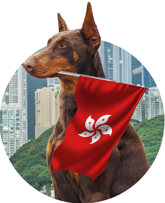 Dog holding a hk flag