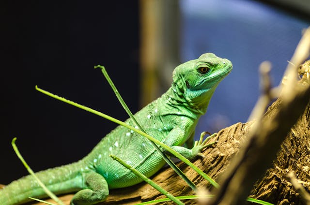 pet transportation services in the UK Lizard