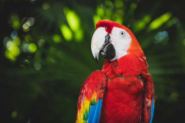 pet transportation services in the UK Parrot