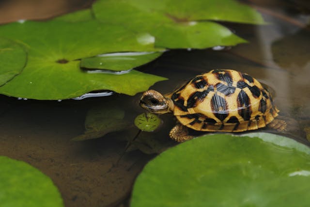 pet transportation services in the UK Tortoises Photo by Indika Dissanayake