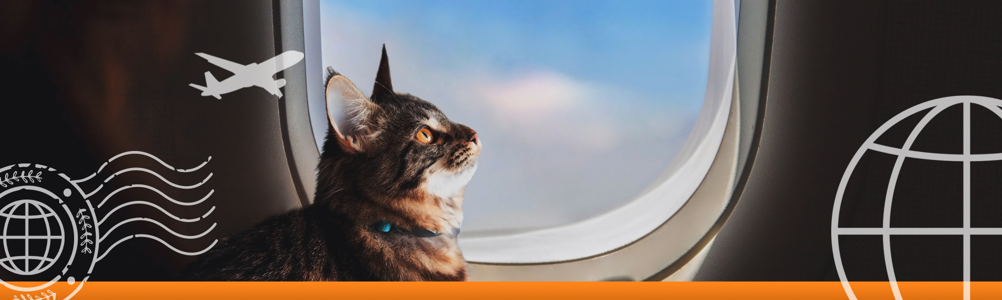 Banner image of a cat looking out of a plane window