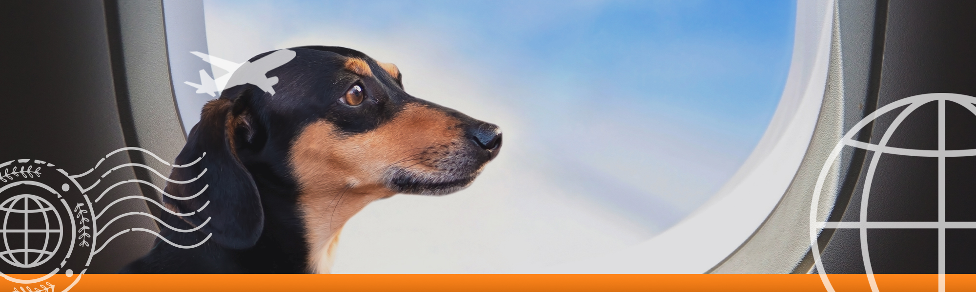 Banner image of a dog on a plane