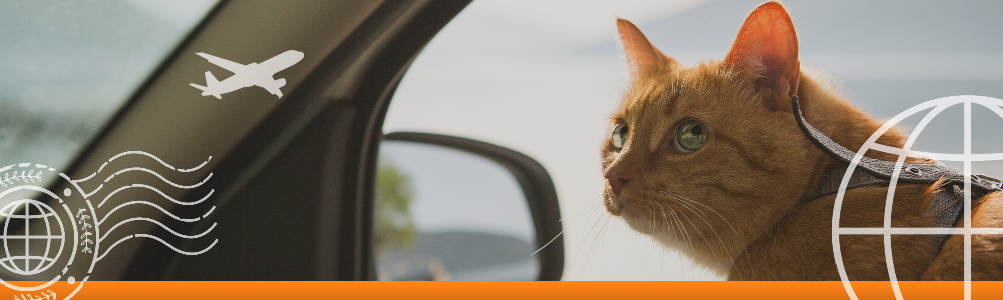 Banner image of a cat in a car