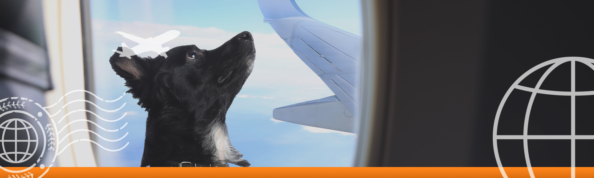 Web banner of a dog looking up out of a plane window