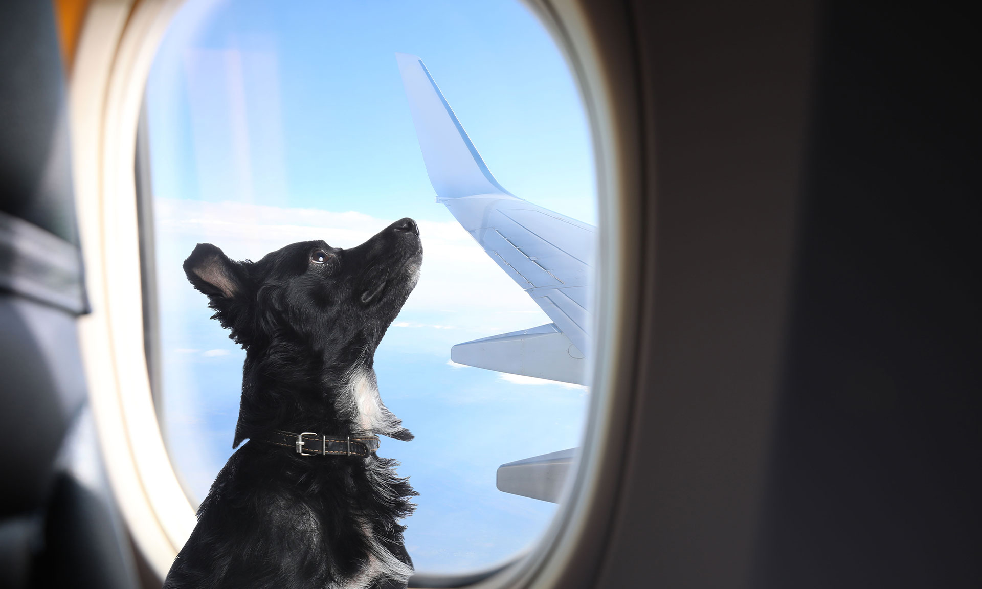 A dog looking up out of a plane window