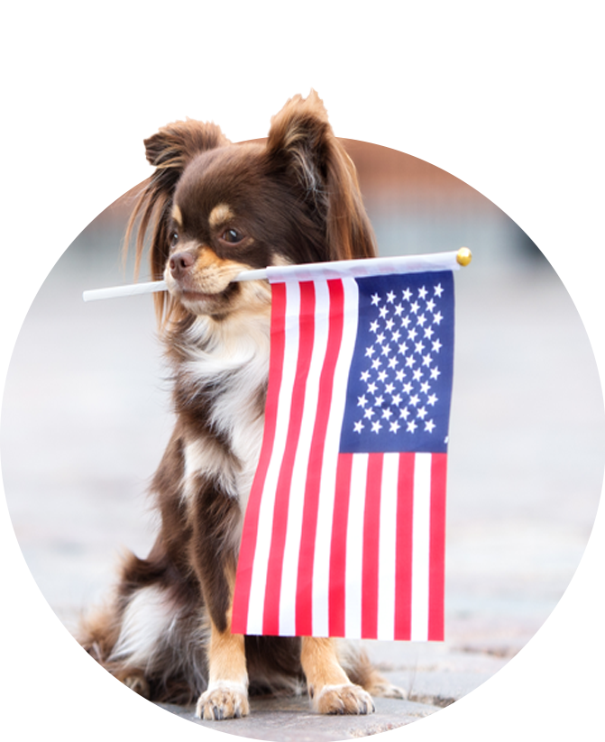 dog holding a flag